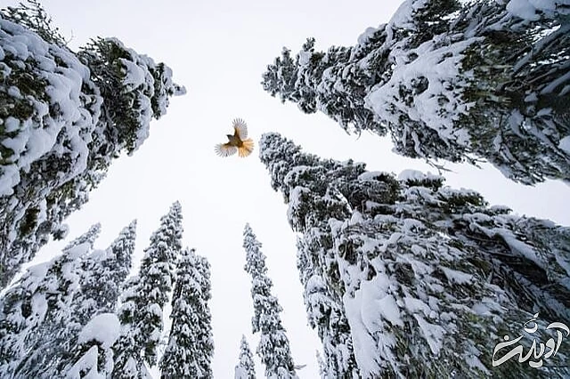 عکس های حیاتوحش برگزیده امسال را تماشا کنید